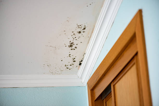 Best Attic Mold Removal  in Tioga, ND