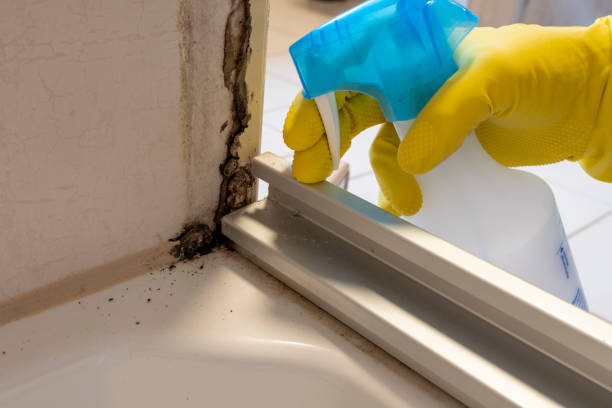Best Affordable Mold Removal  in Tioga, ND