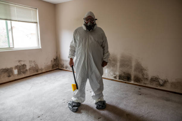 Best Local Mold Removal Service  in Tioga, ND