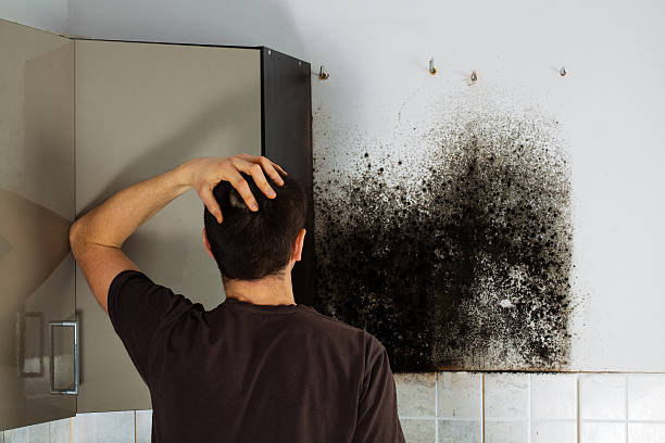 Best Commercial Mold Removal  in Tioga, ND